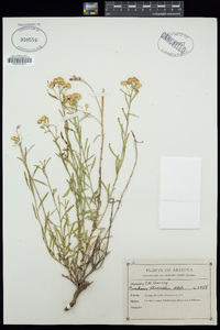 Baccharis thesioides image