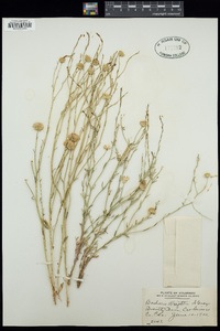 Baccharis wrightii image