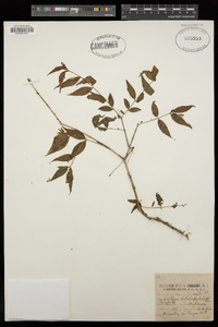 Buckleya distichophylla image