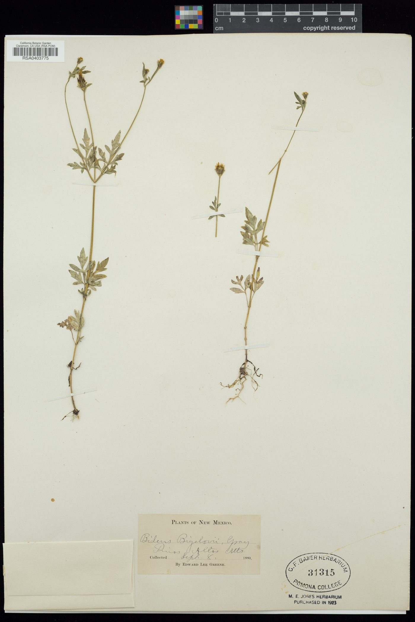 Bidens bigelovii image