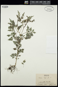 Bidens bipinnata image