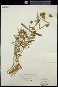 Bidens cernua image