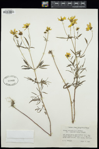 Bidens trichosperma image