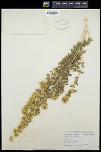 Brickellia baccharidea image