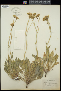 Platyschkuhria integrifolia image