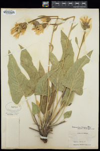 Balsamorhiza careyana image