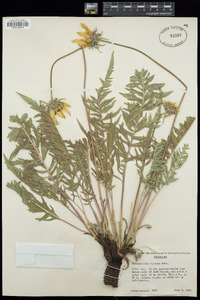 Balsamorhiza hookeri var. hirsuta image