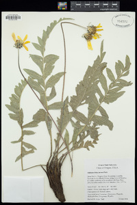 Balsamorhiza incana image