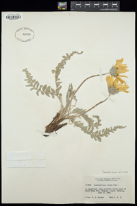 Balsamorhiza incana image