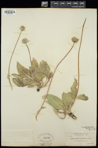 Balsamorhiza serrata image