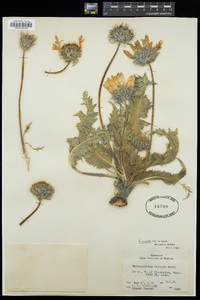 Balsamorhiza serrata image