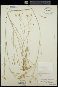 Bebbia juncea var. aspera image