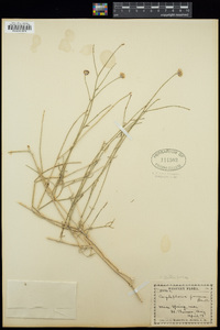 Bebbia juncea image