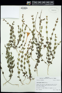 Scutellaria parvula image