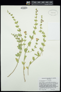 Scutellaria potosina image