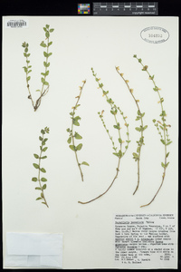 Scutellaria potosina var. tessellata image