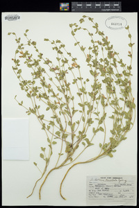 Scutellaria potosina image