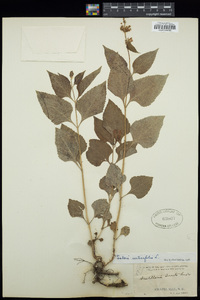 Image of Scutellaria urticifolia