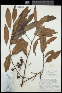 Prunus rhamnoides image