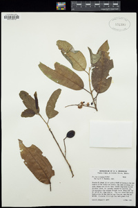 Image of Prunus cortapico
