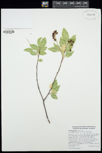 Prunus serotina subsp. virens image