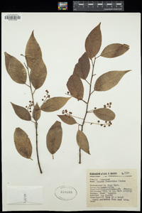 Prunus rhamnoides image