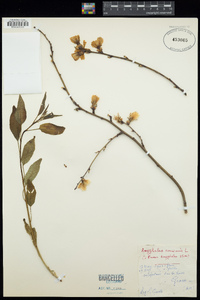 Prunus dulcis image