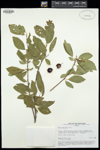 Prunus divaricata image