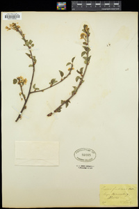 Prunus fruticosa image