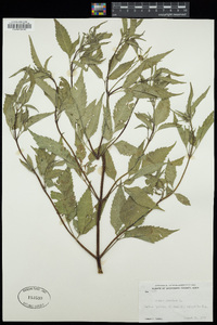 Bidens frondosa image