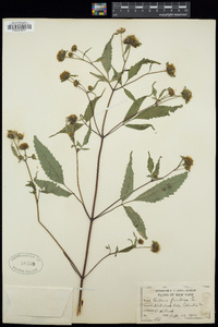 Bidens frondosa image