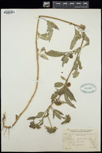 Bidens frondosa image