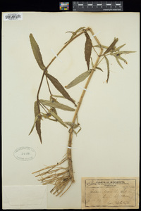 Bidens laevis image