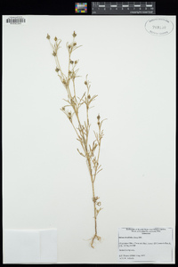 Bidens aurea image