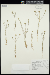 Blepharipappus scaber subsp. scaber image
