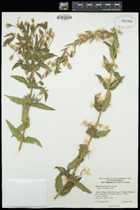 Brickellia amplexicaulis image