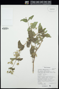 Brickellia amplexicaulis image