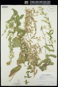 Brickellia amplexicaulis image