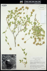 Brickellia atractyloides image