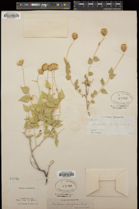 Brickellia atractyloides image