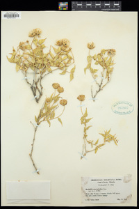 Brickellia atractyloides image