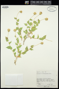 Brickellia atractyloides image