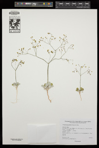 Eriogonum pusillum image