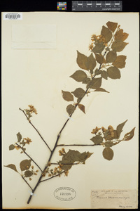 Prunus maximowiczii image