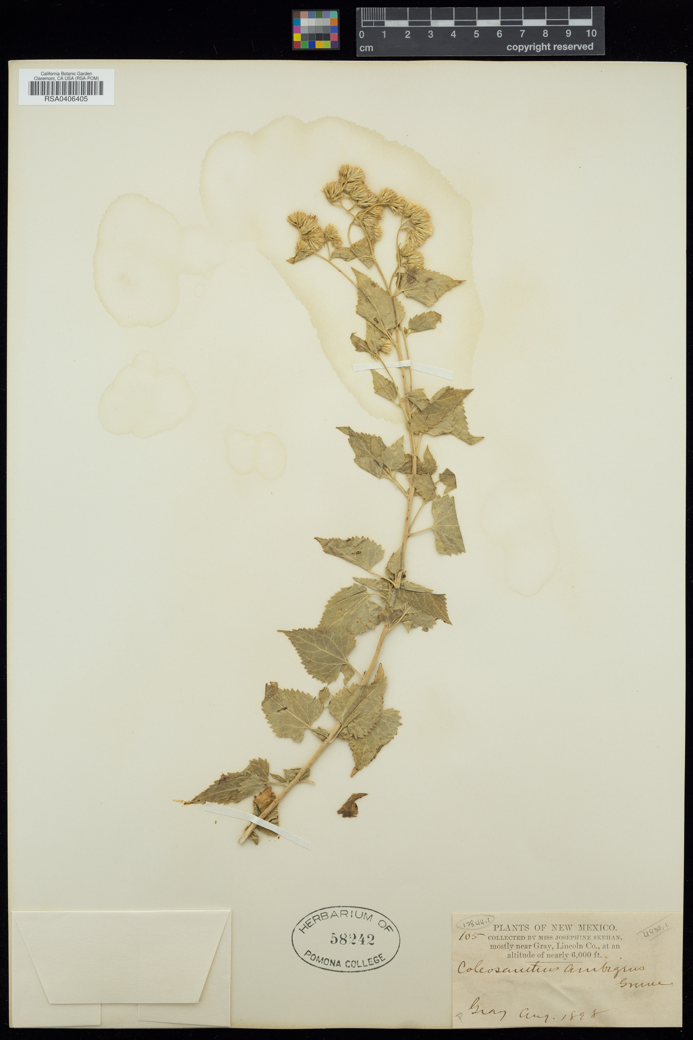 Coleosanthus ambigens image