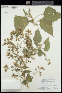 Brickellia floribunda image