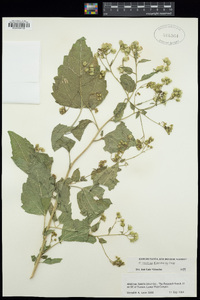 Brickellia floribunda image