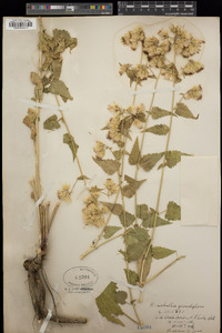 Brickellia grandiflora image