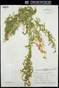 Brickellia longifolia image