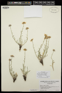 Erigeron clokeyi var. pinzliae image